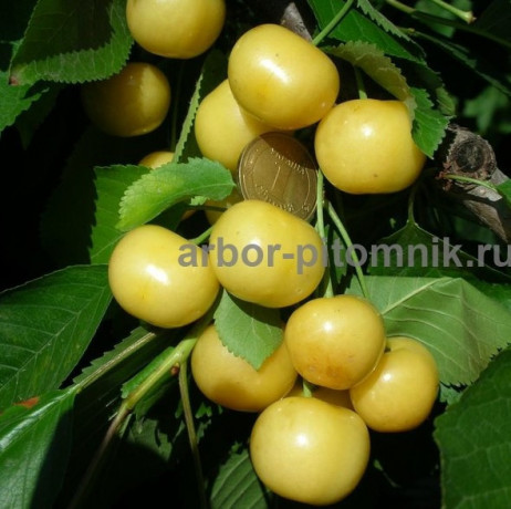 sazency-ceresni-zks-krupnomery-ceresni-iz-pitomnika-v-podmoskove-big-6
