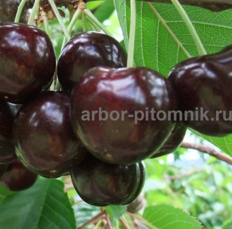 sazency-ceresni-zks-krupnomery-ceresni-iz-pitomnika-v-podmoskove-big-5