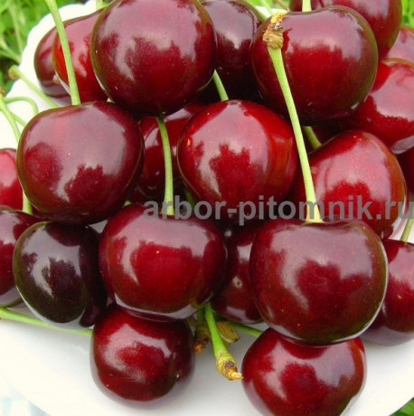 sazency-ceresni-zks-krupnomery-ceresni-iz-pitomnika-v-podmoskove-big-4