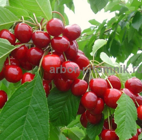 sazency-ceresni-zks-krupnomery-ceresni-iz-pitomnika-v-podmoskove-big-0