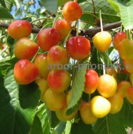 sazency-ceresni-zks-krupnomery-ceresni-iz-pitomnika-v-podmoskove-big-9