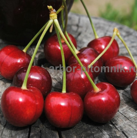 sazency-ceresni-zks-krupnomery-ceresni-iz-pitomnika-v-podmoskove-big-2
